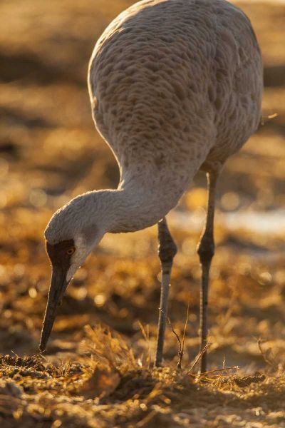 New Mexico Sandhill crane foraging